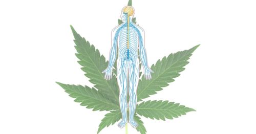 Endocannabinoid system diagram with hemp leaf in background